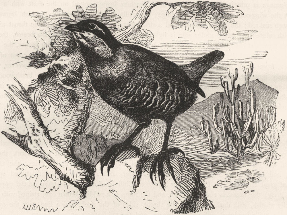 BIRDS. Singing. Lyre bird. Tapacolo c1870 old antique vintage print picture